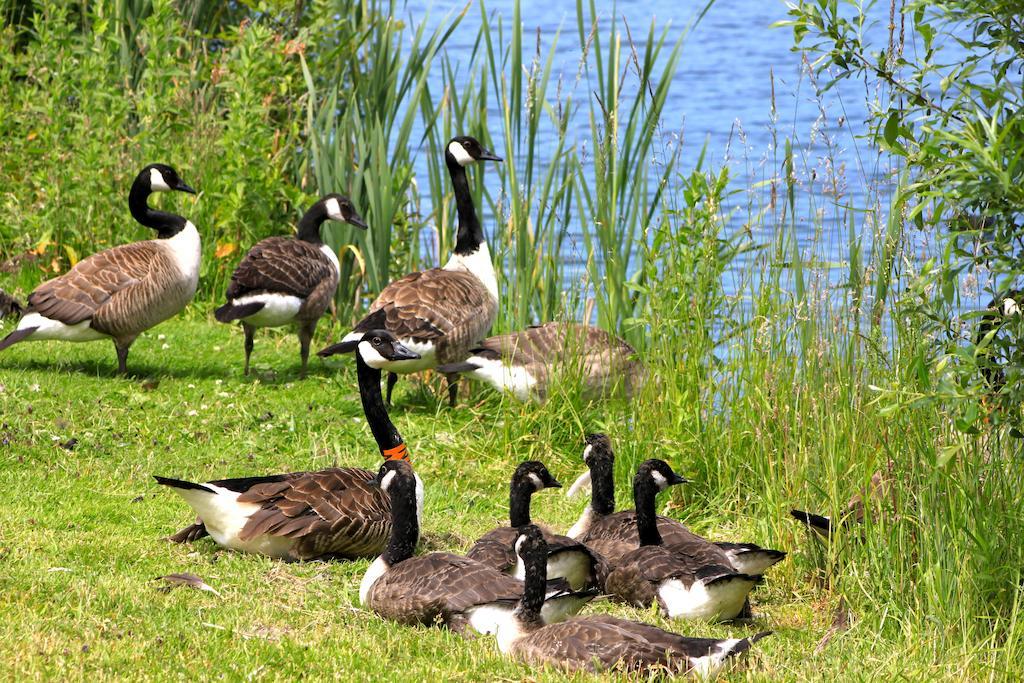 Lake Pochard Holiday Lodges Саут-Керні Номер фото